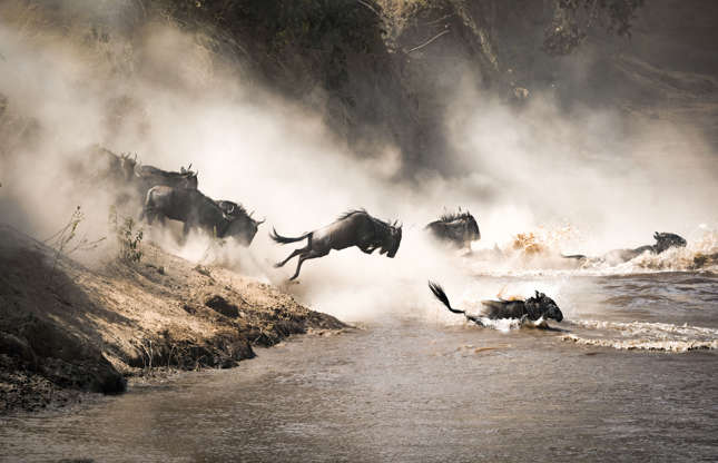 Slide 26 of 51: A herbivorous mammal, the wildebeest grazes all day long. Herds, numbering in the thousands, migrate at the end of the rainy season to reach more humid regions in Kenya. Pictured is a migrating herd of wildebeest crossing the Mara River.