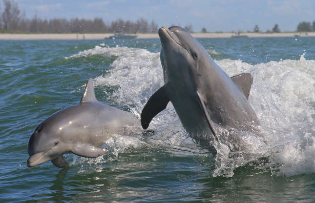 Slide 10 of 51: These bottlenose dolphins look like they’re having a whale of a time!
In fact, bottlenose dolphins are actually a type of toothed whale, as are porpoises, killer whales, beluga whales, and narwhals, among other species. Characterized by their bottle-shaped snout, these smiley swimmers are found in warm and temperate seas around the world.