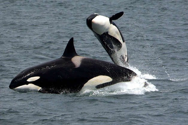 Slide 13 of 51: Although it’s known as the killer whale, the orca is actually the largest member of the dolphin family. Some fully-grown males measure more than 10 metres (33 feet) long and weigh about 9,800 kilograms (almost 10 metric tons)!  
These highly intelligent marine mammals live in pods of up to 50 family members, passing essential knowledge about hunting, feeding, socializing, and migration routes down from one generation to the next.