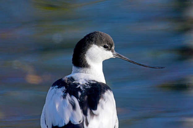 Slide 15 of 51: The graceful avocet uses its long curved beak to catch aquatic invertebrates as it wades through shallow wetlands, according to the Cornell Lab of Ornithology. Found in many parts of the United States, most of these black and white birds migrate to the coast or to the valleys of California for the winter.