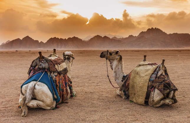 Slide 23 of 51: It may seem like these two camels are admiring the sunset over the mountains of the Sinai Desert, but it’s more likely they’re just resting after a long day of trekking. A domesticated camel can cover 50 to 60 km (31 to 37 mi) in a day and run as fast as 65 km/h (40 mph) if needed. Capable of drinking a huge amount of water at once, it can survive on its reserves for more than eight days.
Since 2002, the wild camel has been in critical danger of extinction, with only 1,000 left in the world.