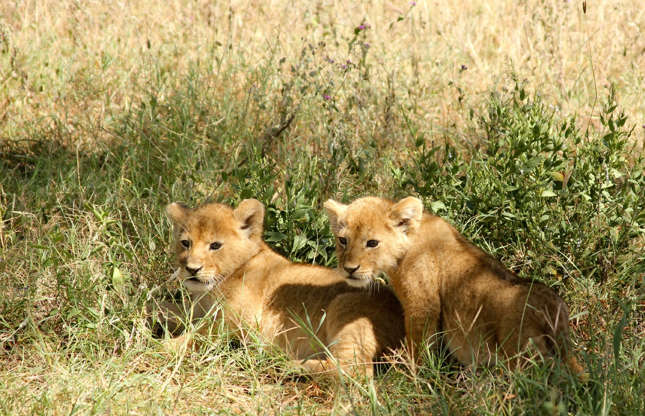 Slide 21 of 51: Baby lions are known as cubs, whelps, or lionets. They look cute and innocent enough, but once fully grown, these cubs will weigh between 120 and 230 kilograms (265 to 500 pounds), depending on the sex. The adult lion’s size is not the only fearsome thing about it; the male’s roar can be heard as far as eight kilometres (five miles) away!