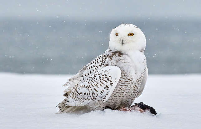 Slide 32 of 51: Here’s a bird you don’t want to track you! At home in Canada’s Far North, the snowy owl spends much of its time perched, scanning its territory in search of prey.
A lack of food in certain regions can put the snowy owl in danger, but it can travel long distances to find food. Technology and human activity, such power lines and cars, are its biggest threat. Luckily, hunting snowy owls is prohibited in all parts of Canada.