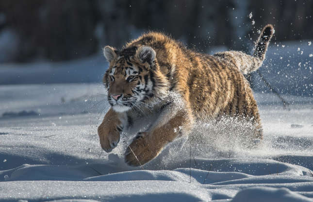 Slide 51 of 51: With 95 per cent found in the Russian Far East, the Siberian tiger is a solitary feline that isn’t afraid of hunting large prey, like wapiti, elk, or buffalo.
These magnificent cats are seriously threatened by poaching and habitat loss. Fewer than 500 individuals remain in the wild.
