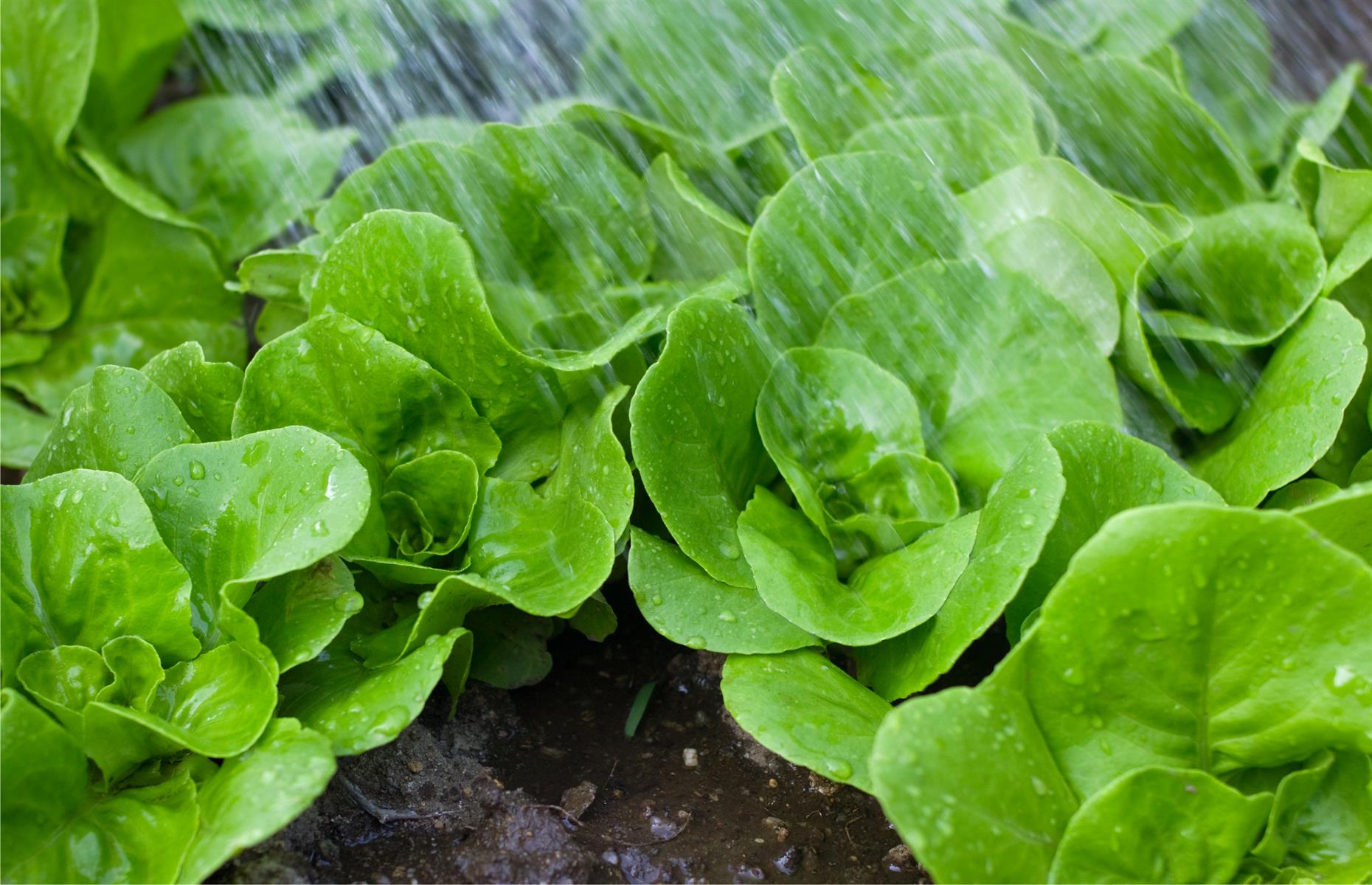 AADlhfP.img?h=582&w=1119&m=6&q=60&u=t&o=