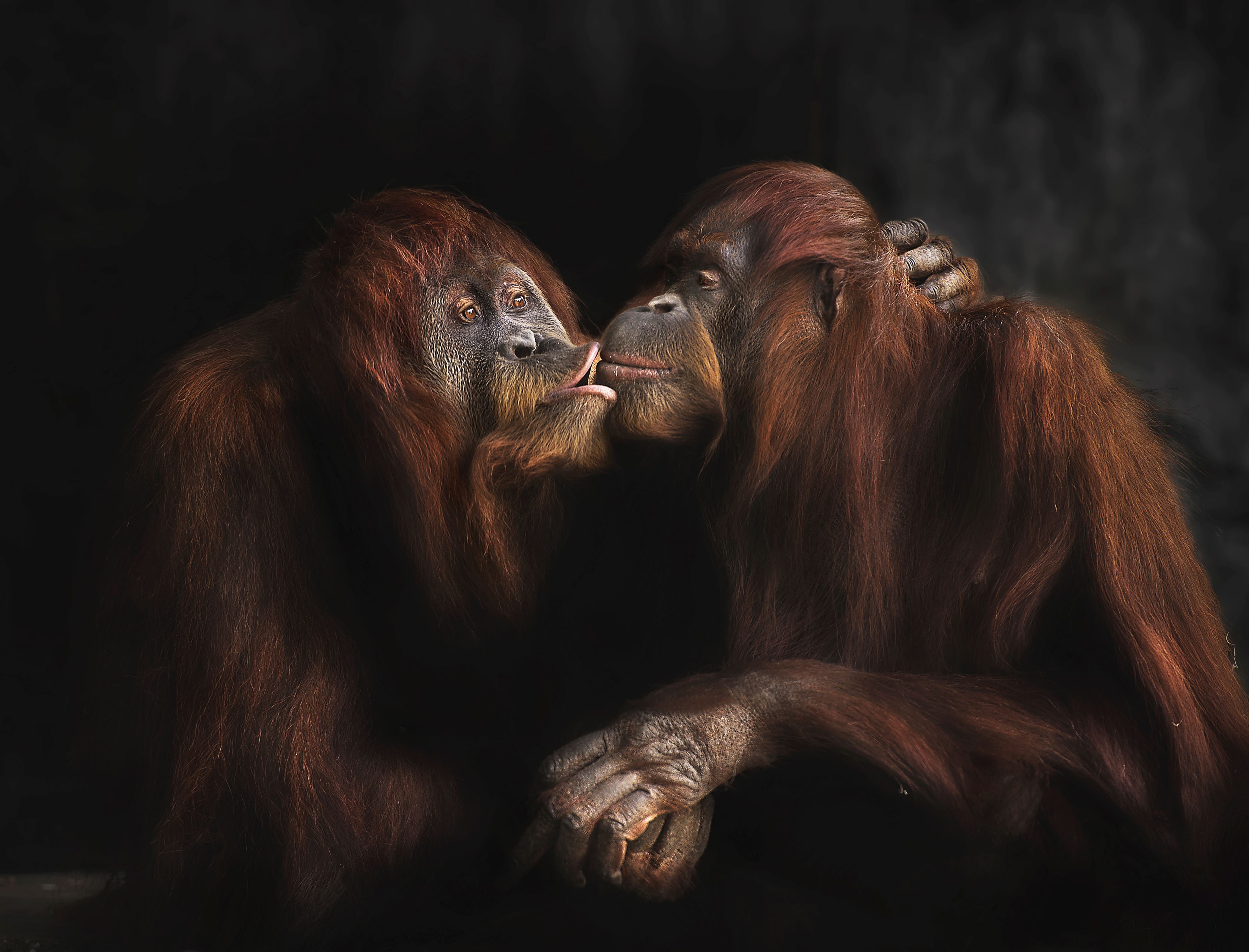 Adorable photos of animals kissing