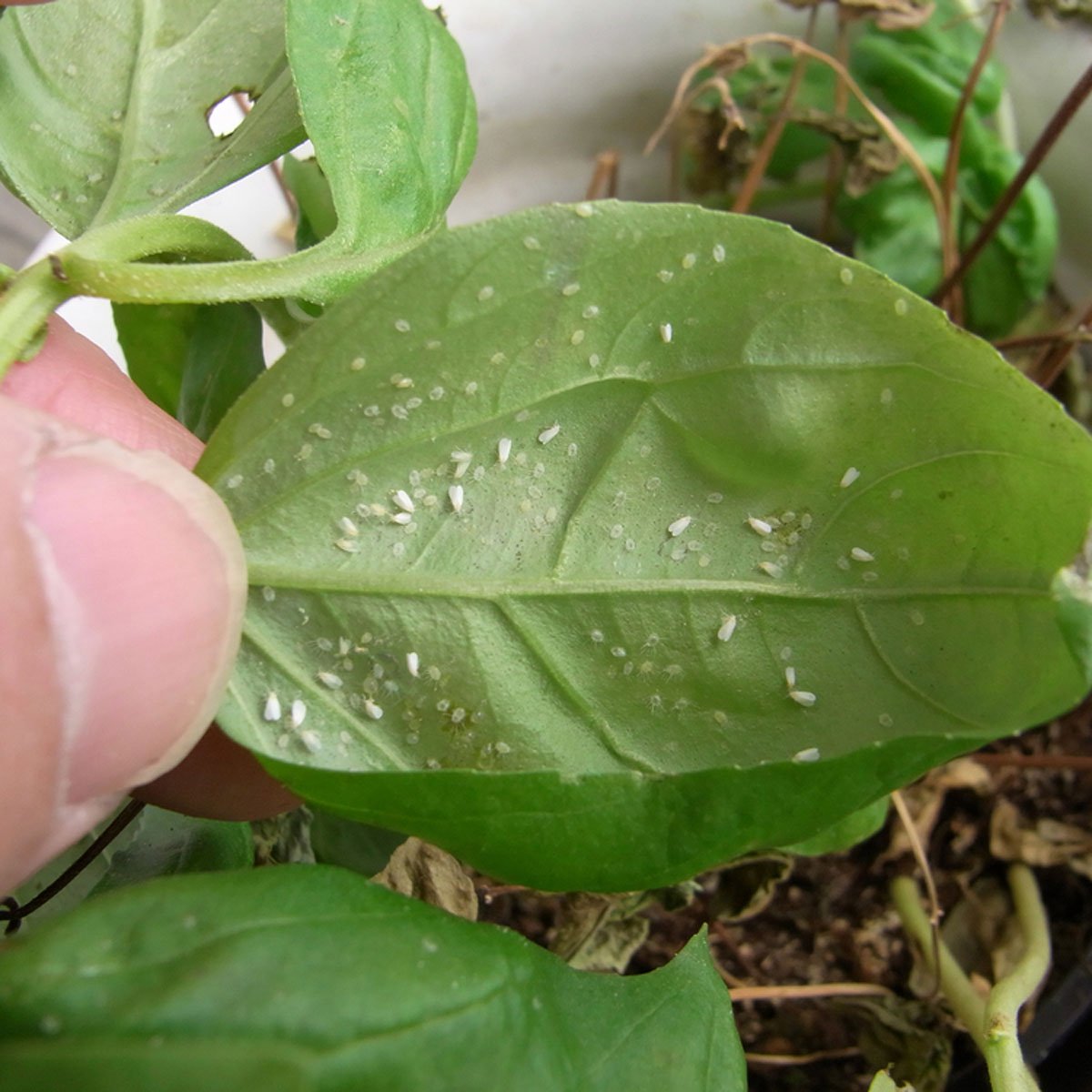 How to Get Rid of the 10 Worst Garden Pests