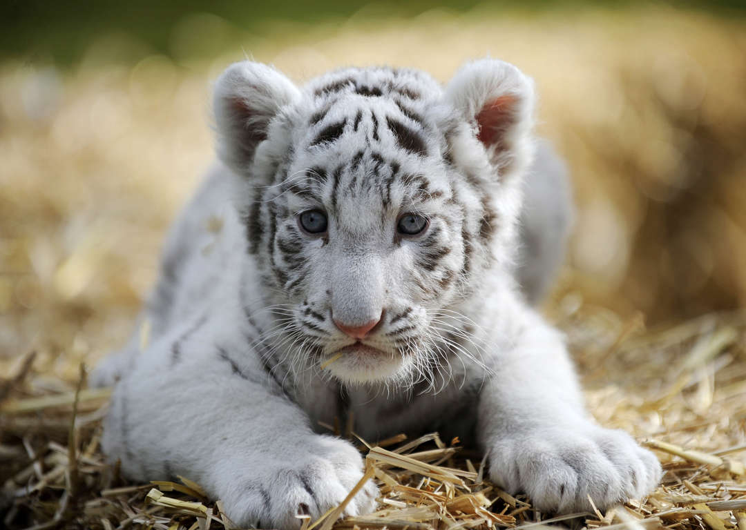 可愛らしい赤ちゃんトラも 世界各地のホワイトタイガー