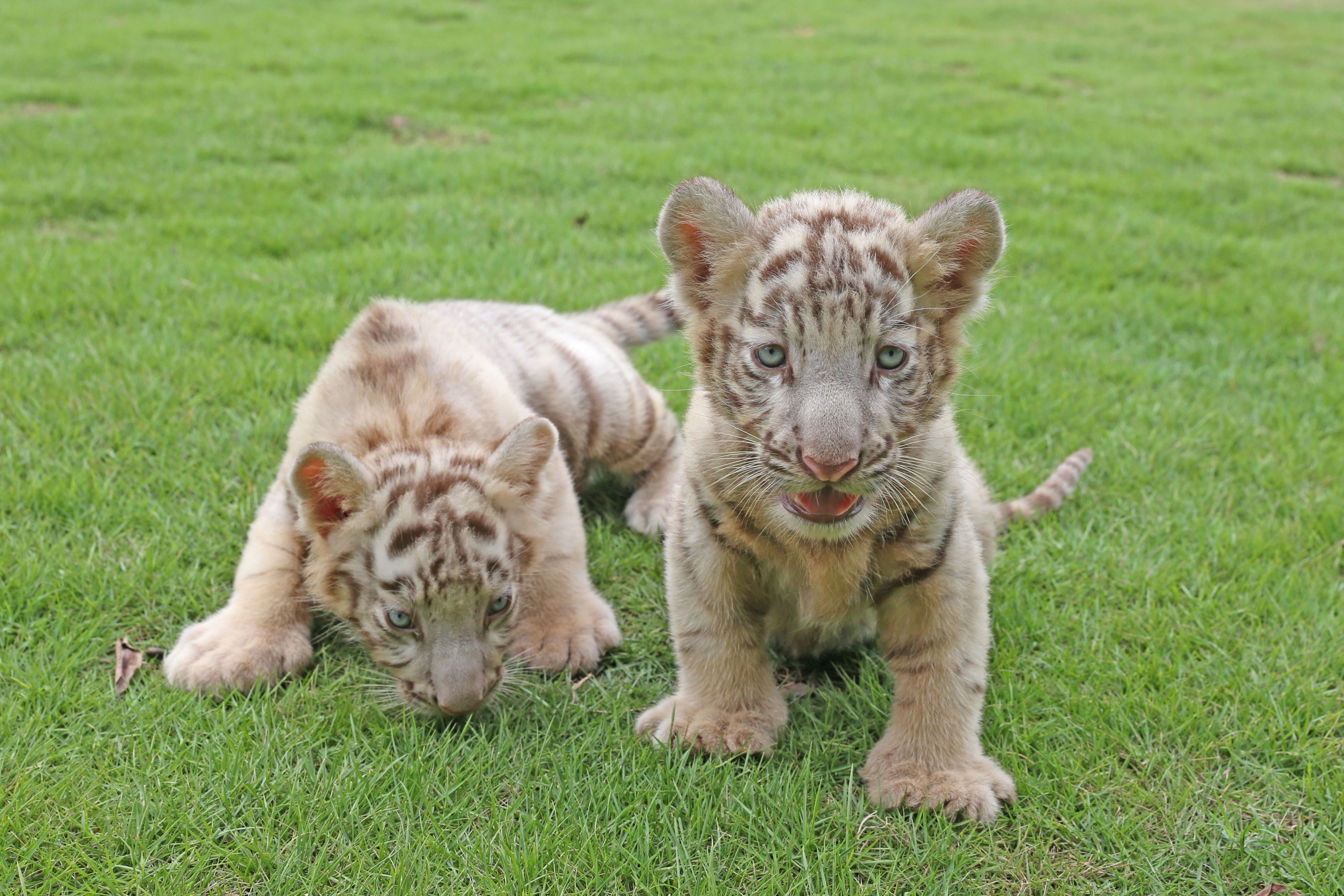 可愛らしい赤ちゃんトラも 世界各地のホワイトタイガー