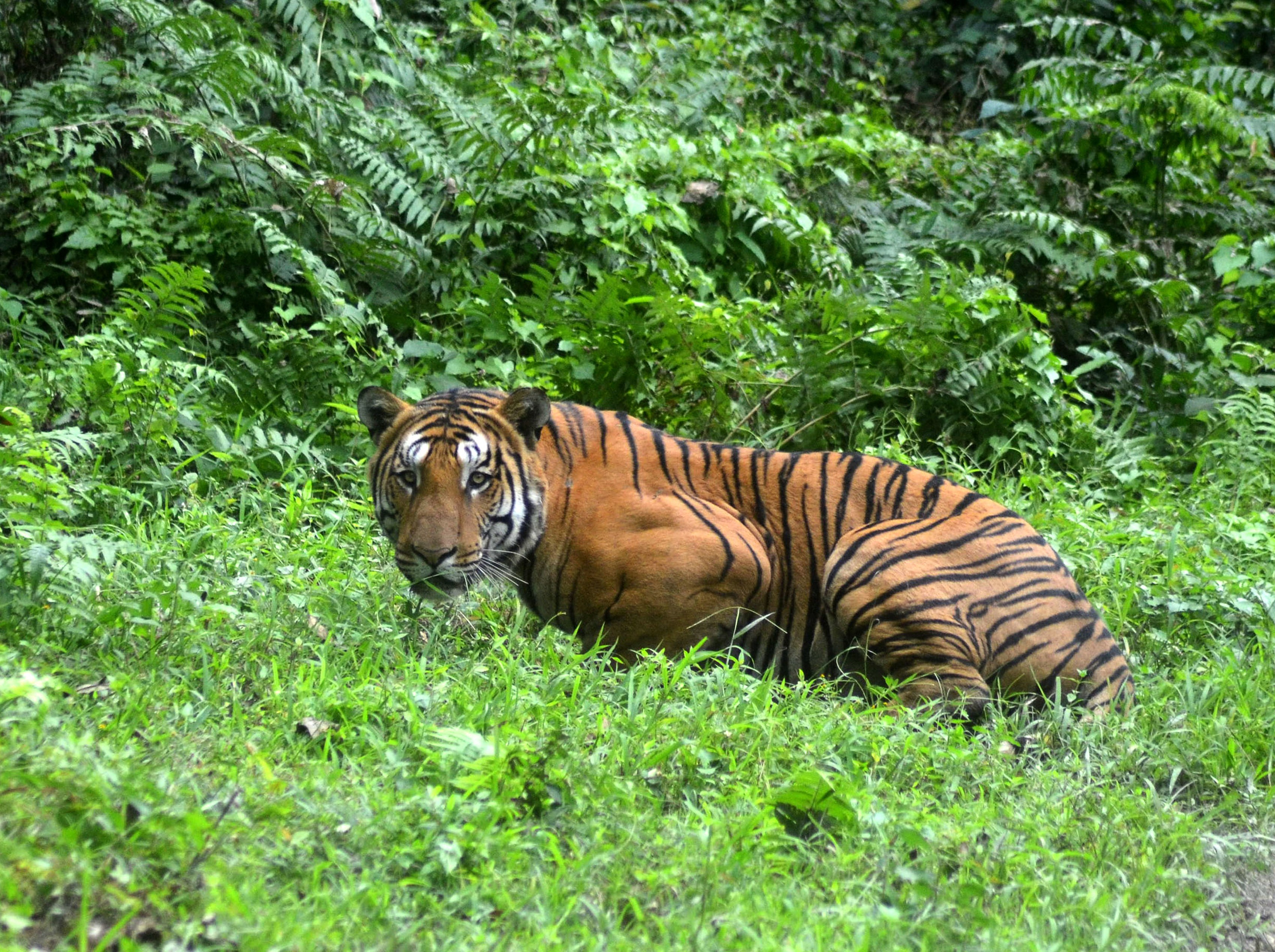 Download 720 Gambar Harimau Di Hutan Paling Bagus HD