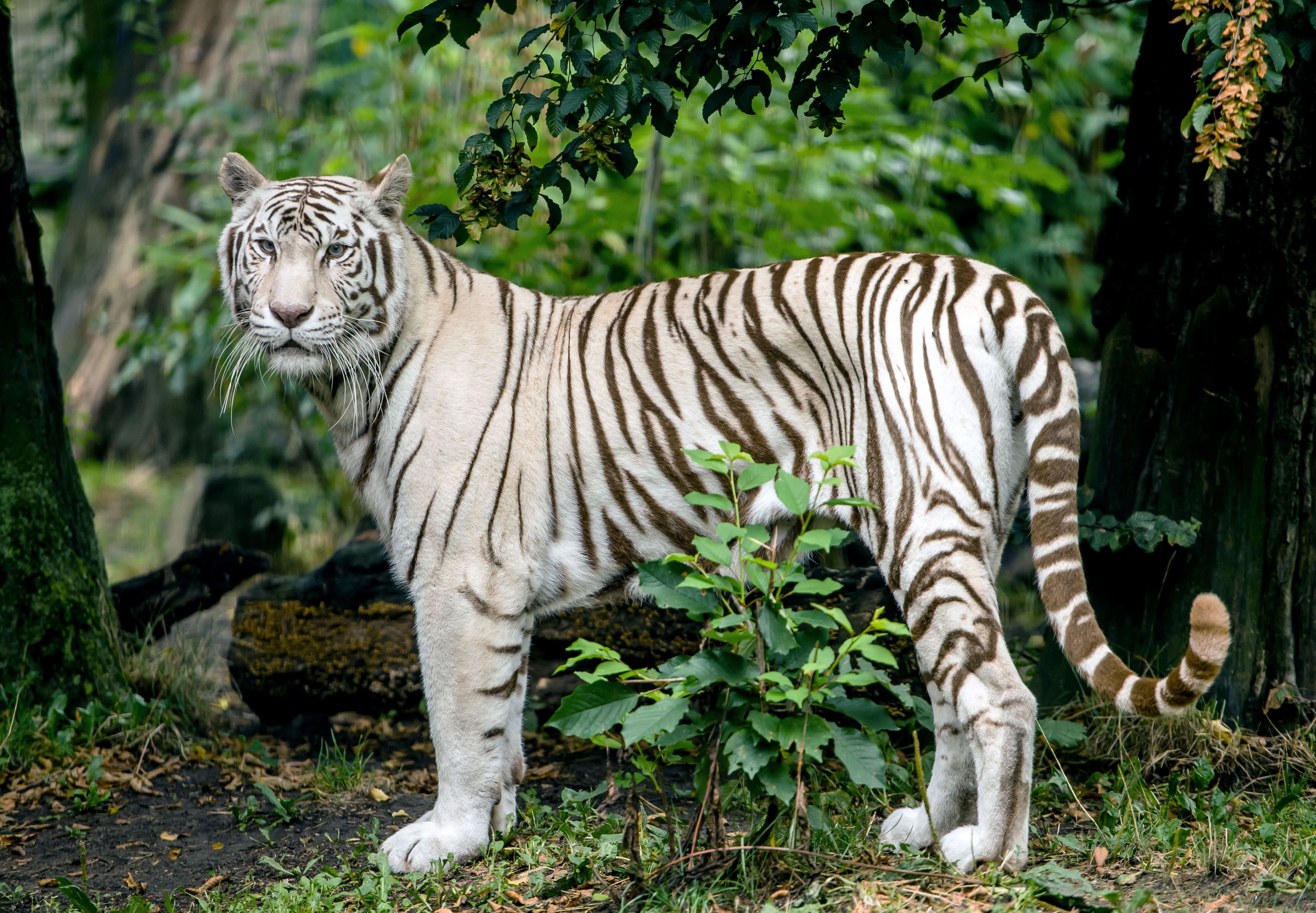 可愛らしい赤ちゃんトラも 世界各地のホワイトタイガー