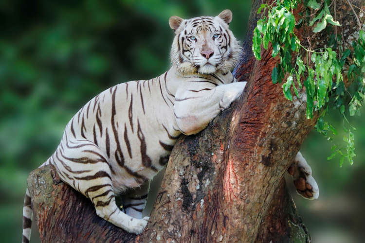 Harimau Putih Terbesar Di Dunia Moa Gambar