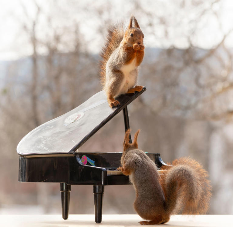 Cuteness overload! Look at these squirrels playing miniature musical ...