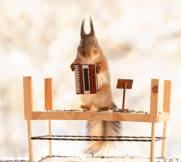 Cuteness overload! Look at these squirrels playing miniature musical ...