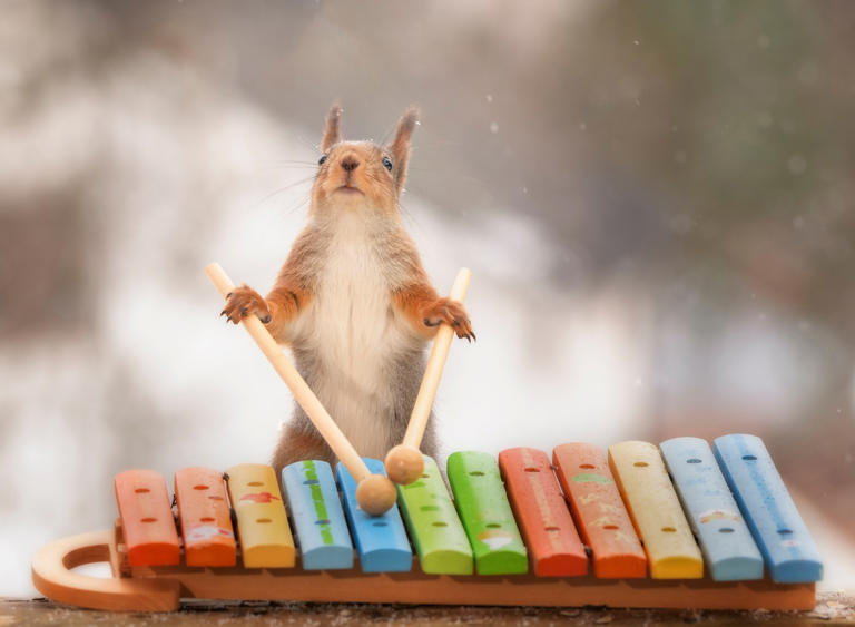 Cuteness overload! Look at these squirrels playing miniature musical ...