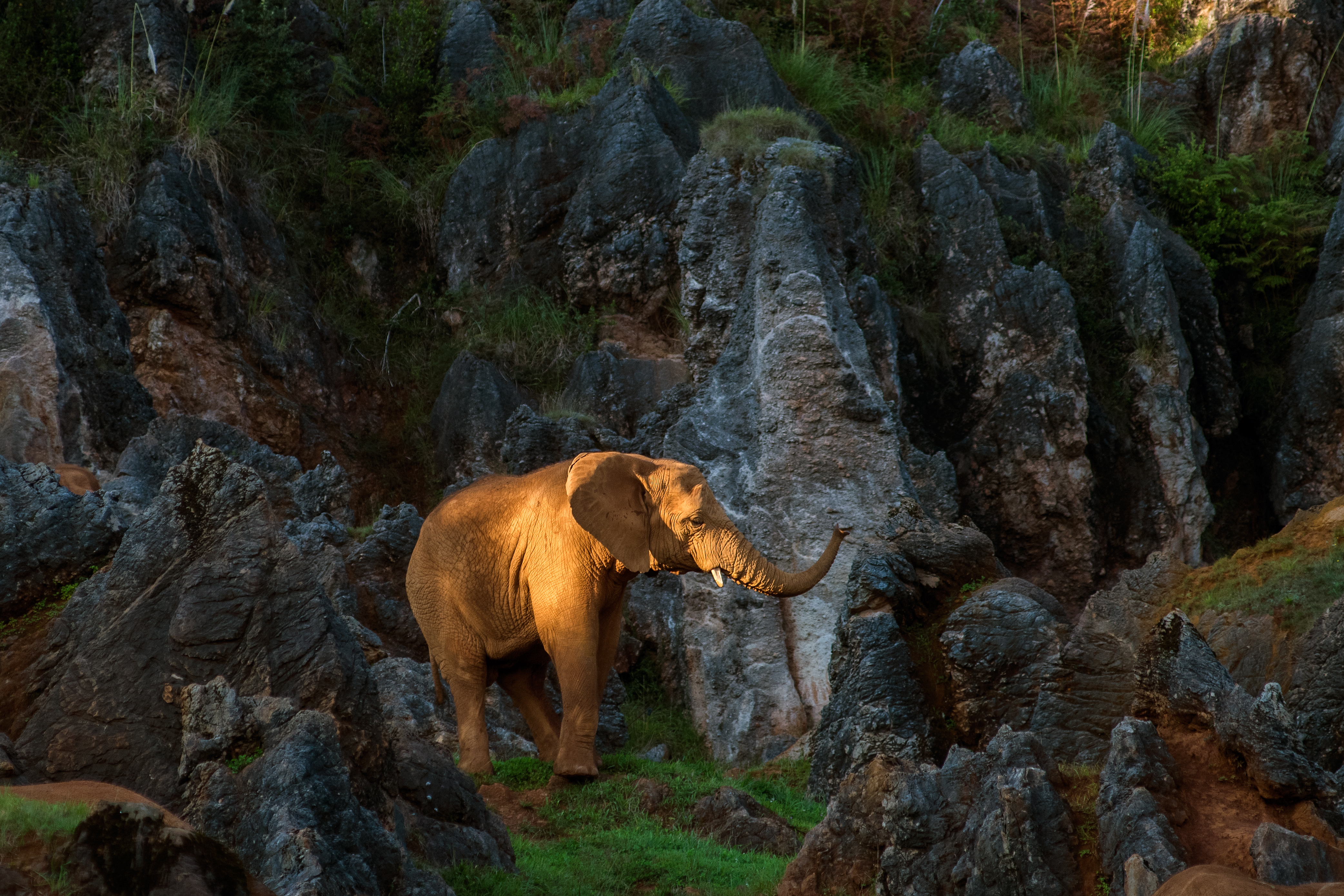 絶滅危惧種 ゾウの傑作写真30選