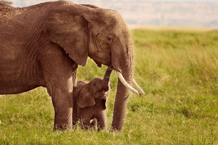 ゾウを絶滅の危機から救うためにできる12の事柄