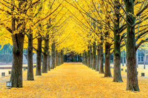 25 Asian destinations to visit in autumn 25 Asian destinations to visit in autumn