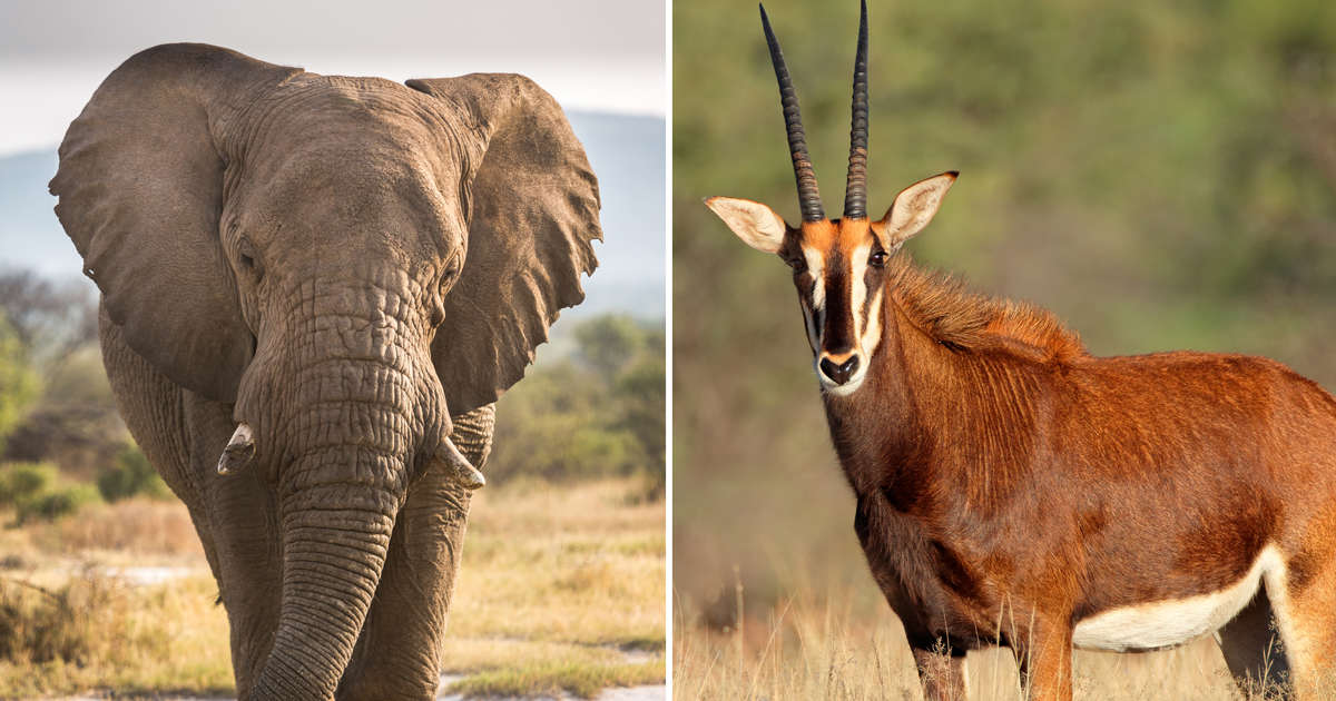 動物王国 南アフリカの野生の生き物たち