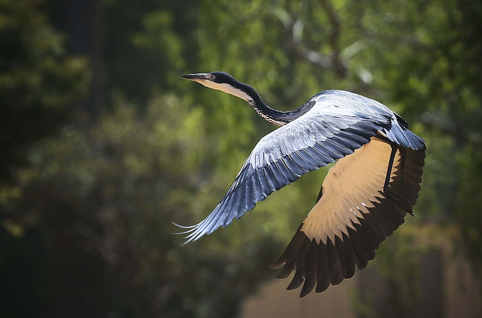 動物王国 南アフリカの野生の生き物たち