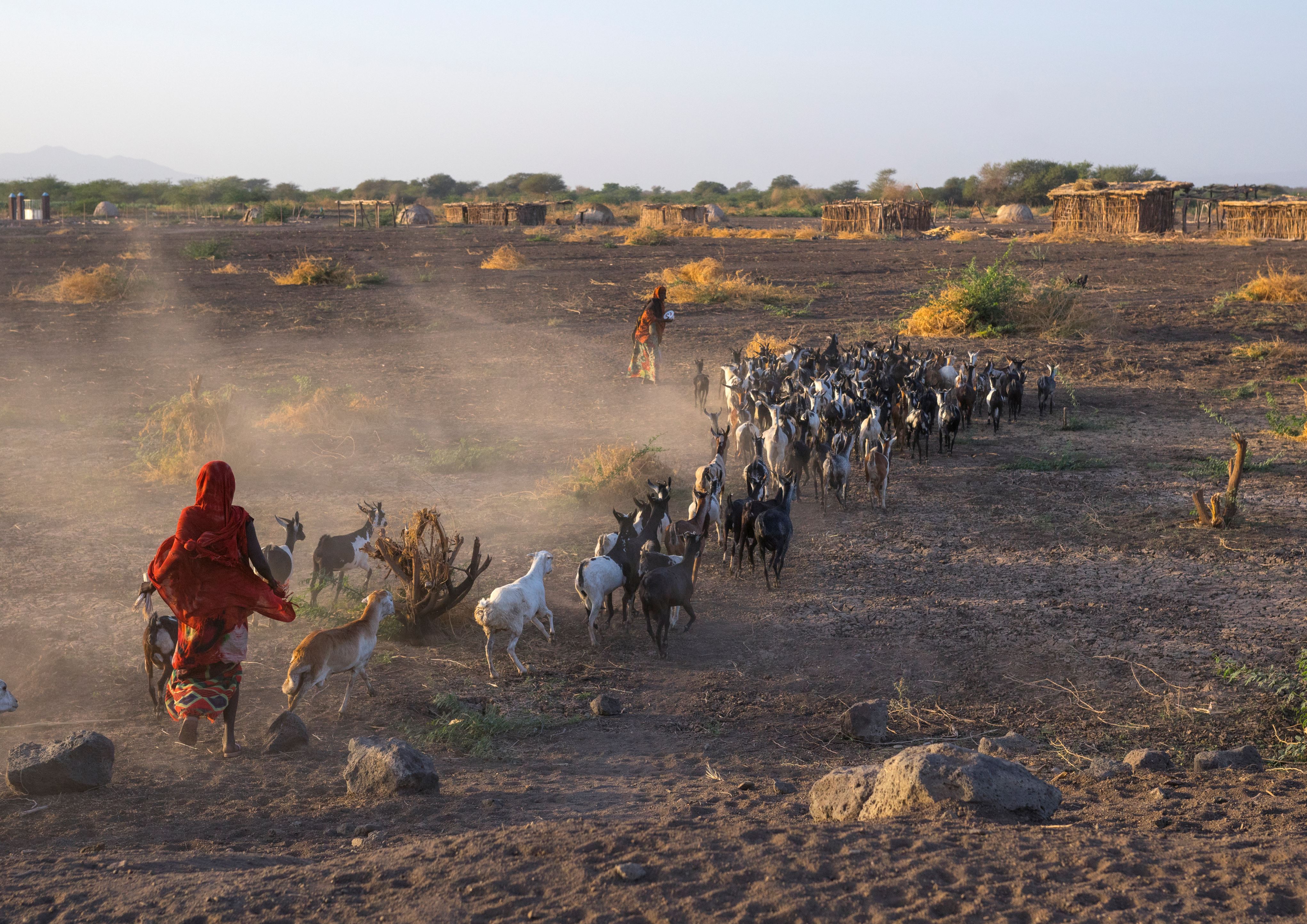 Suspected Ethiopian Livestock Raiders Kill 12 In Northern Kenya