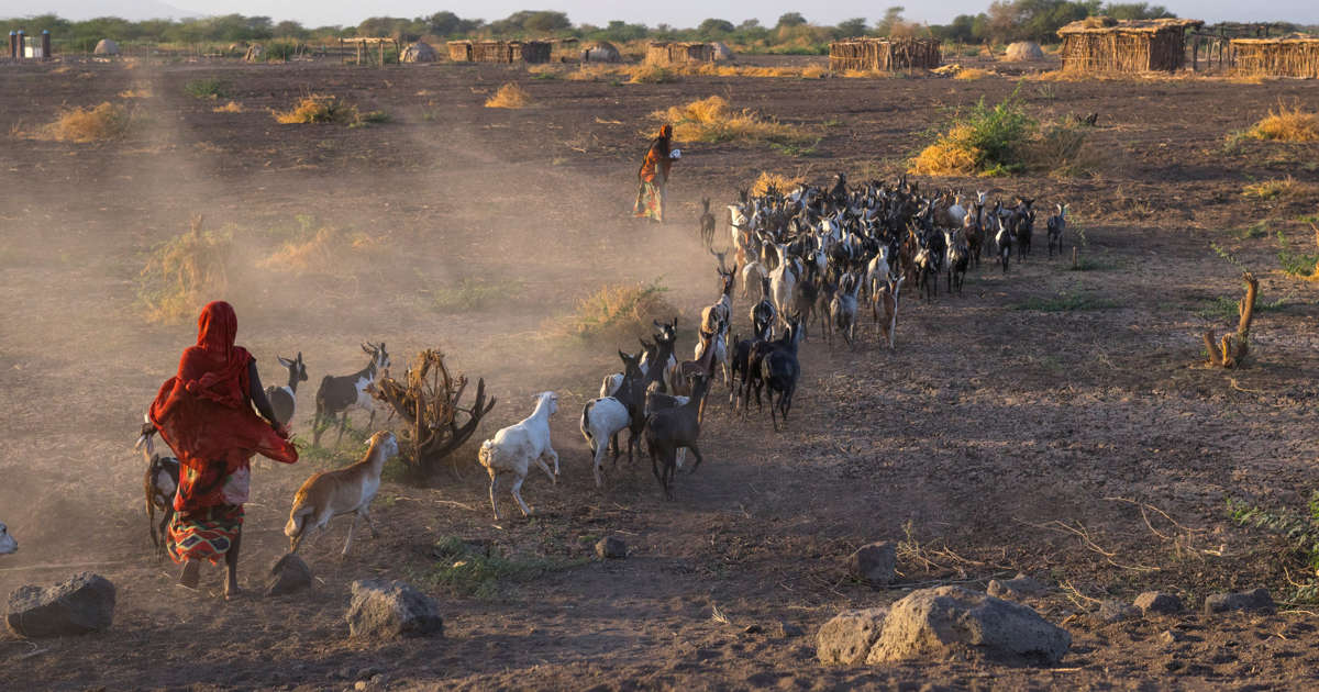 Suspected Ethiopian Livestock Raiders Kill 12 In Northern Kenya