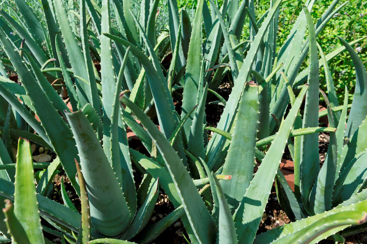 It S Actually Super Easy To Grow Aloe Vera Indoors Or In Your Own