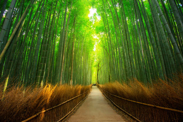 슬라이드 11/14: The famous bamboo forest in Arashiyama.