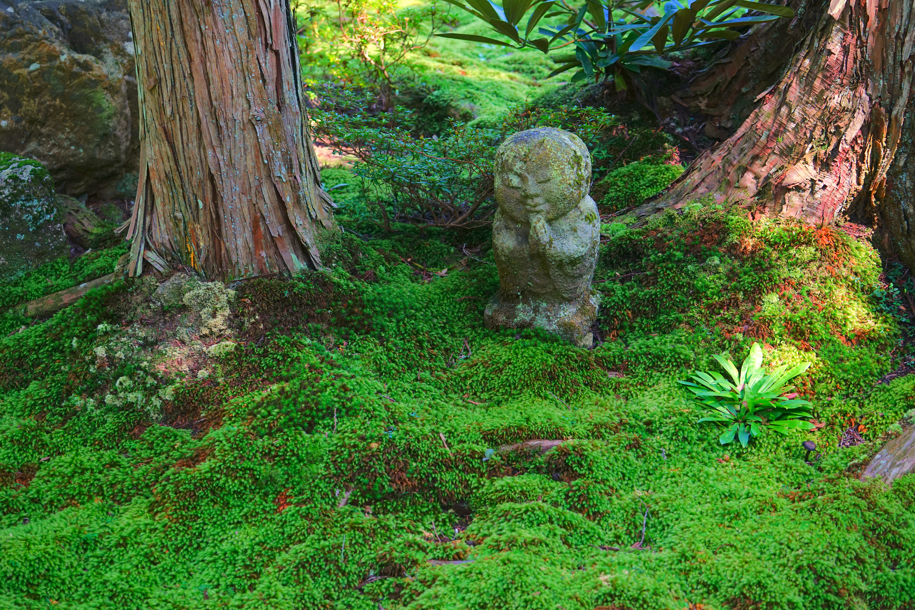 幻想的 雨の日に訪れたい 梅雨だからこそ美しい絶景名所