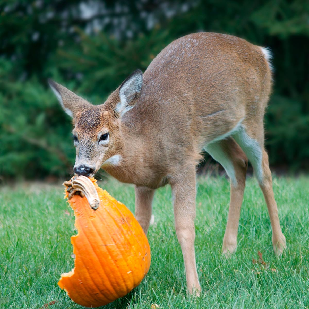 11 Worst Garden Pests And How To Get Rid Of Them