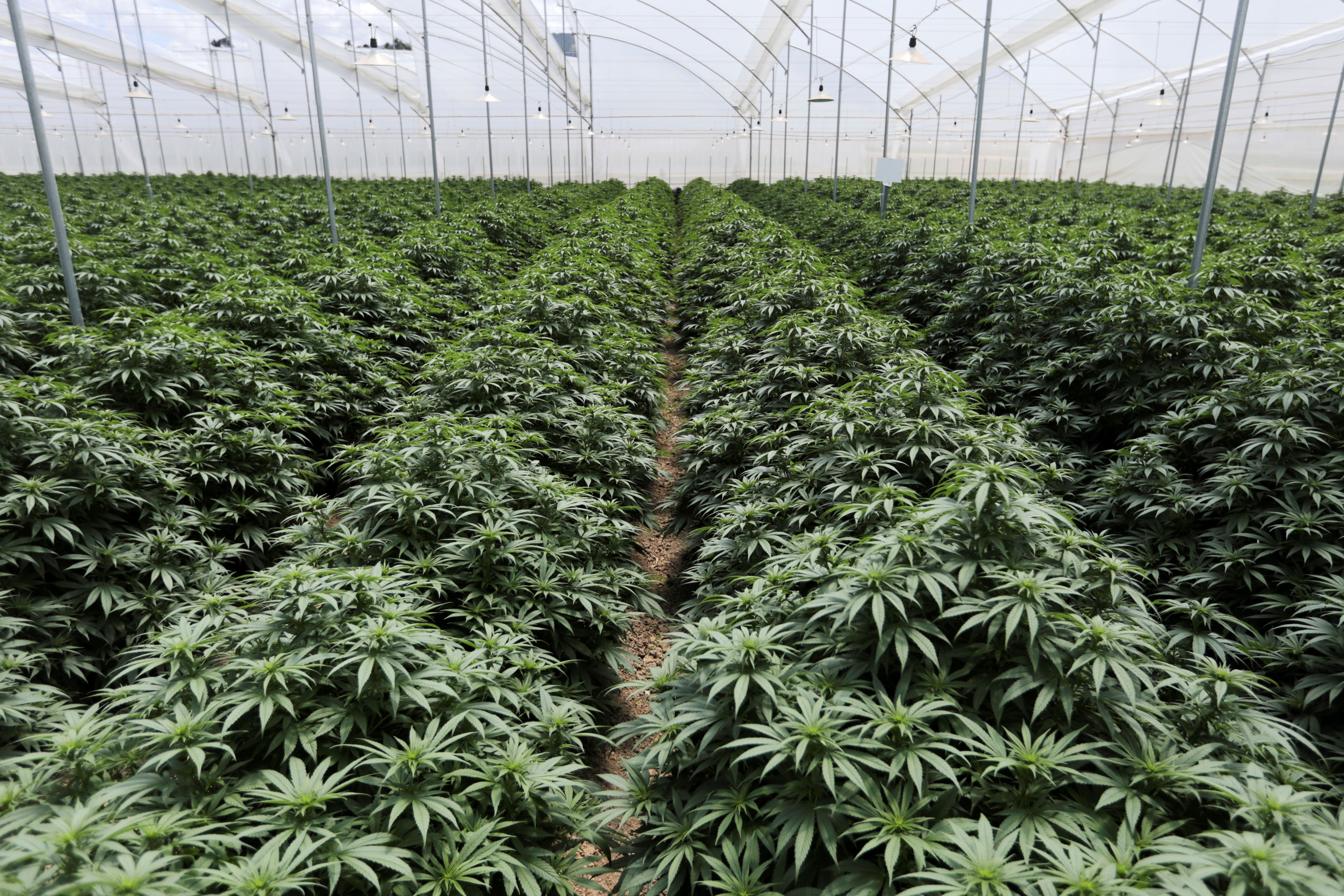 Cannabis plants are seen inside a greenhouse of the Clever Leaves company in Pesca, Colombia October 2, 2019. Picture taken October 2, 2019. REUTERS/Luisa Gonzalez