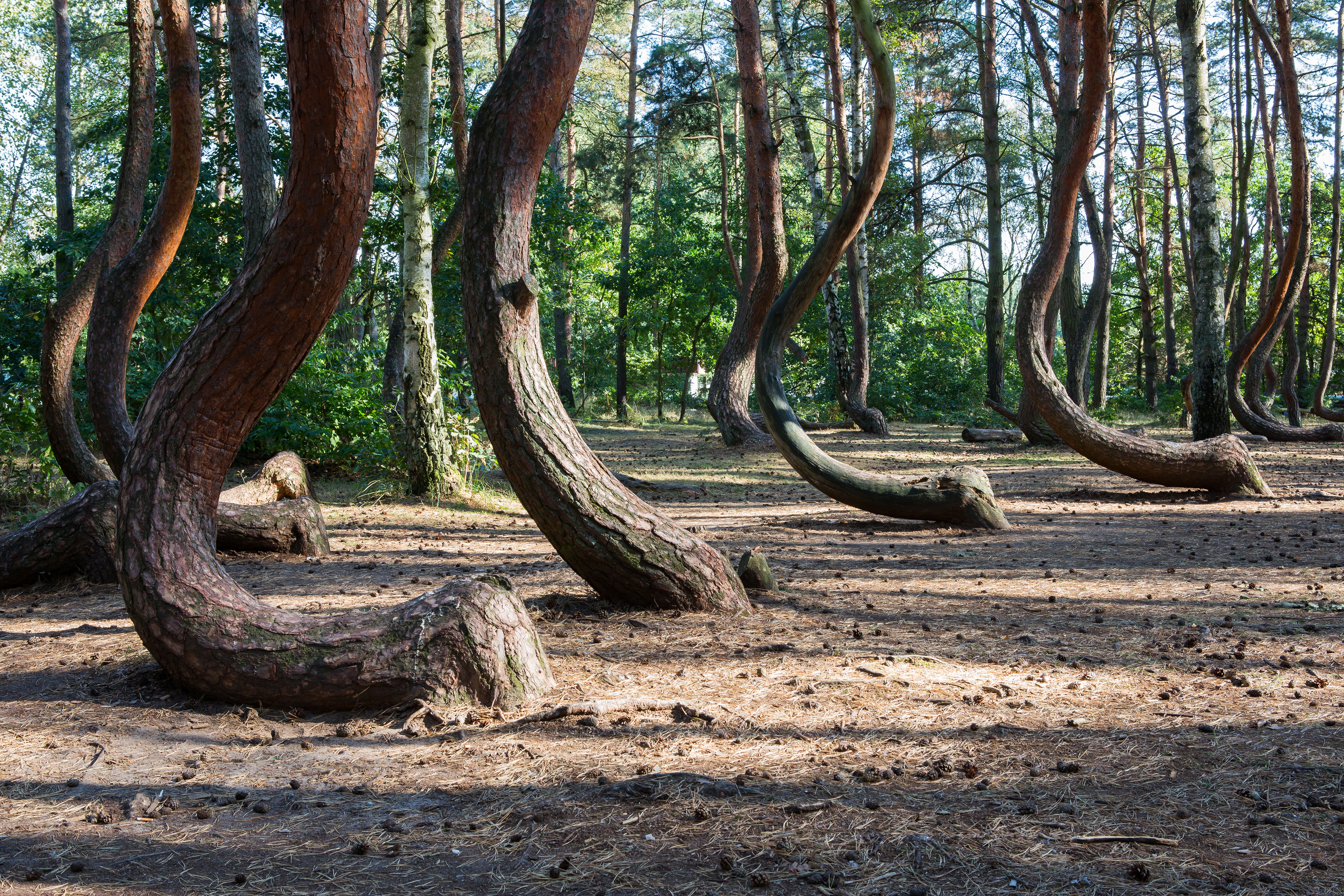 息をのむ絶景が広がる 神秘的な世界の森19選