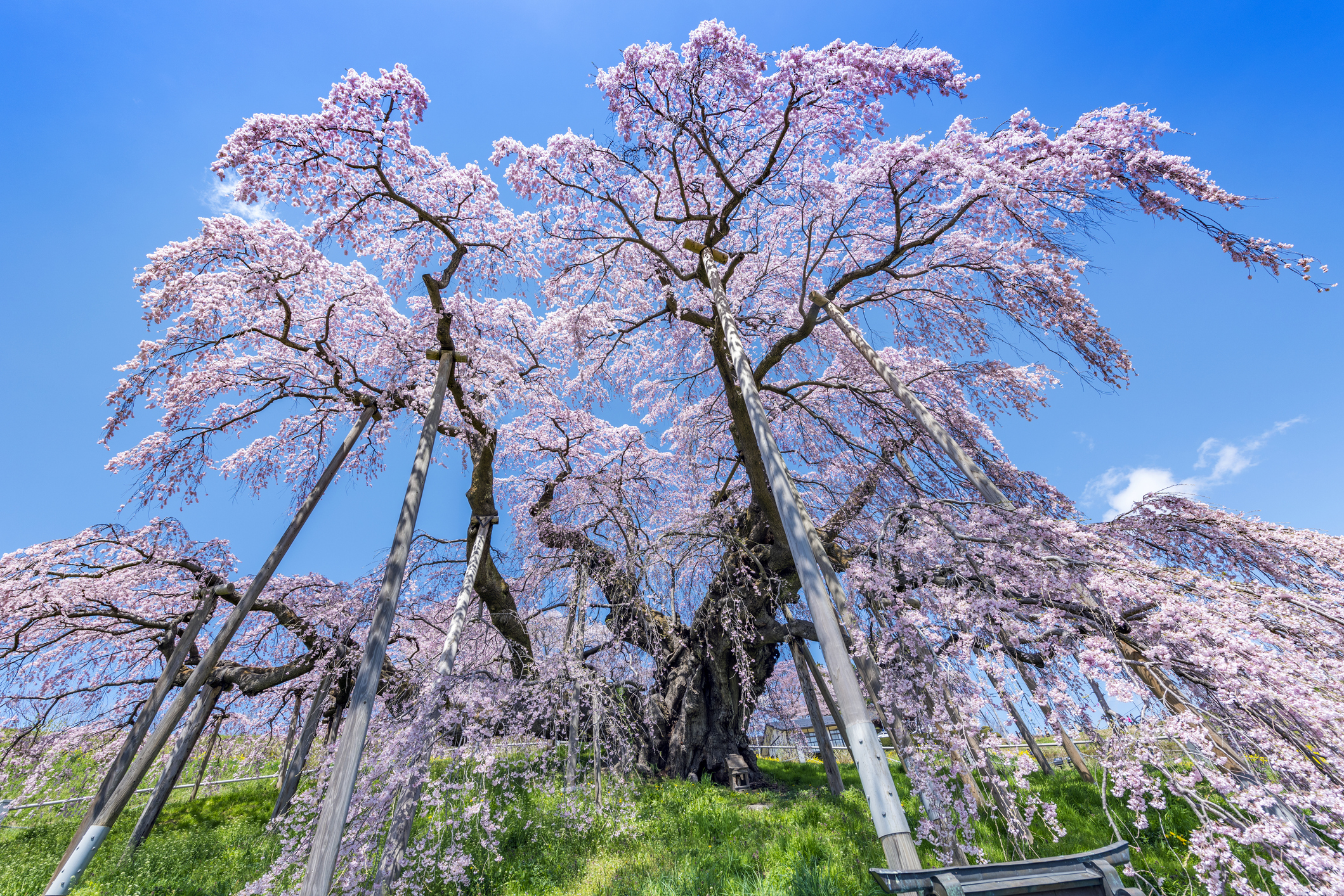 日本で一番古い桜はどこ 古桜 一本桜 山桜 日本の桜 隠れ 絶景名所