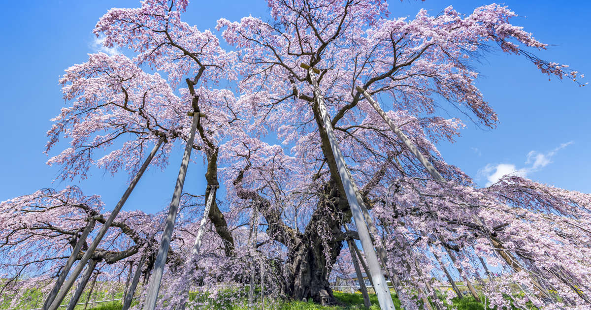 日本で一番古い桜はどこ 古桜 一本桜 山桜 日本の桜 隠れ 絶景名所