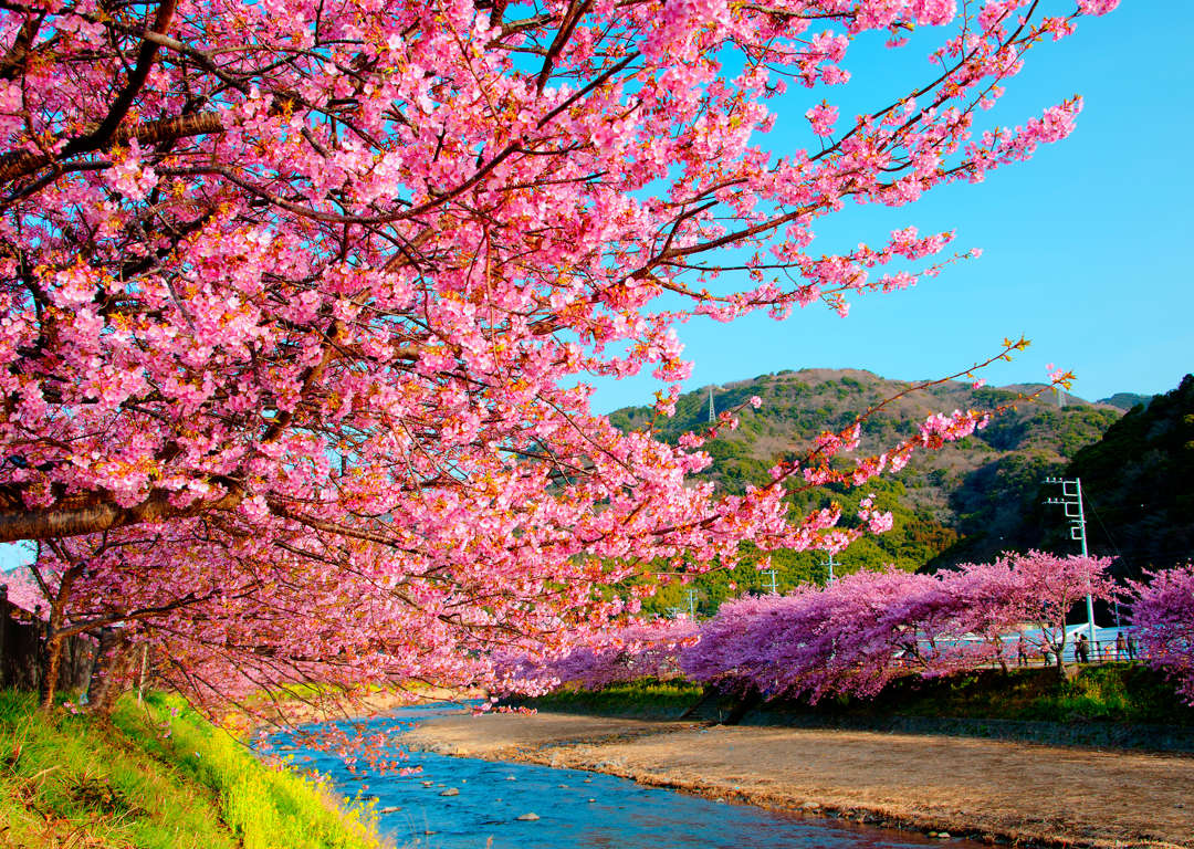 春の兆し に逢いに行こう 日本全国 春の絶景