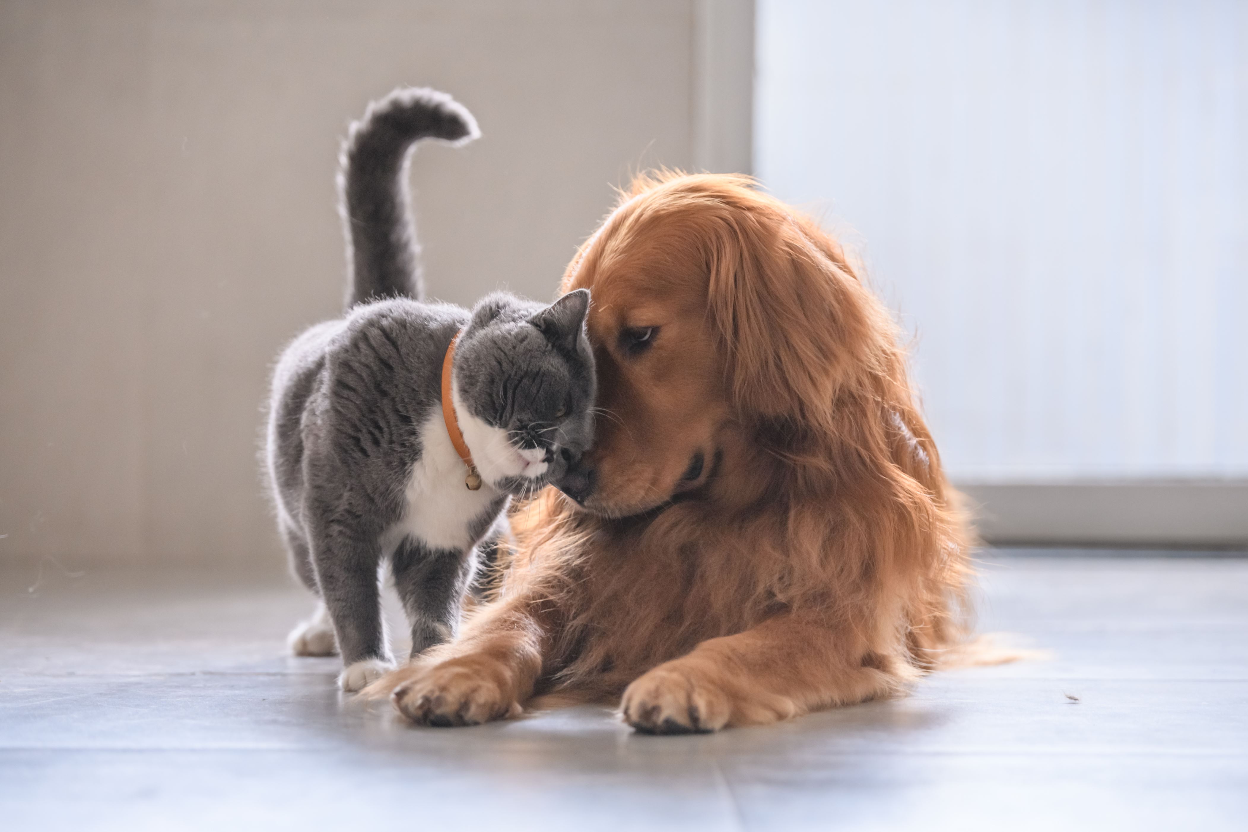 Human Foods That Are Dangerous For Your Pet