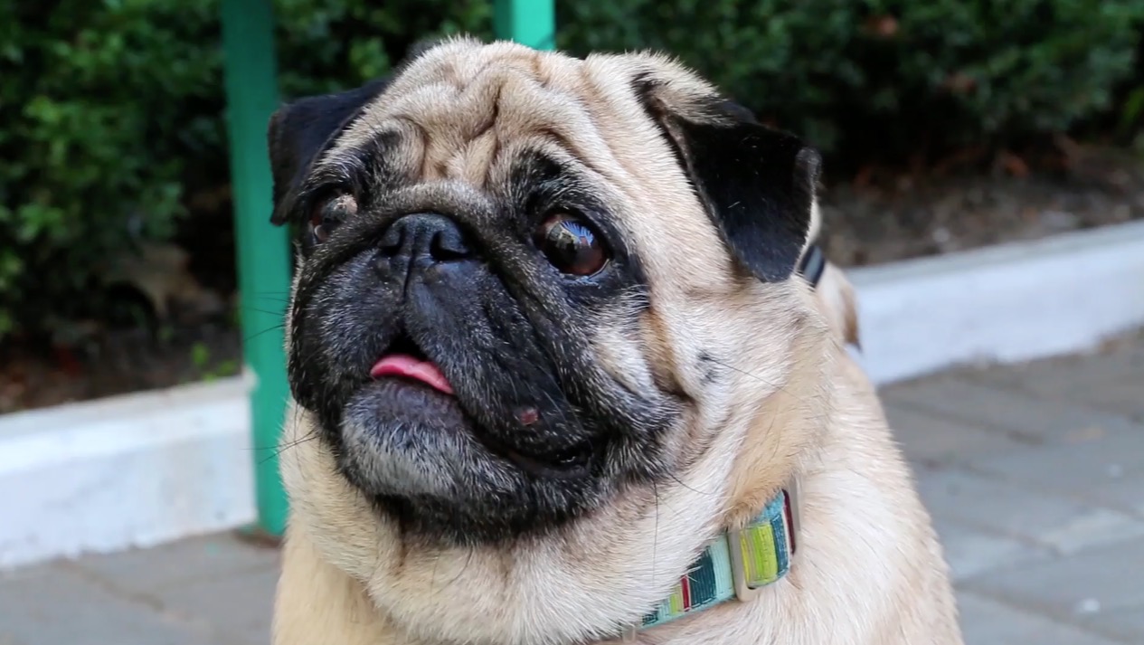 Why Dogs Fart And How You Can Help The Smelly Problem