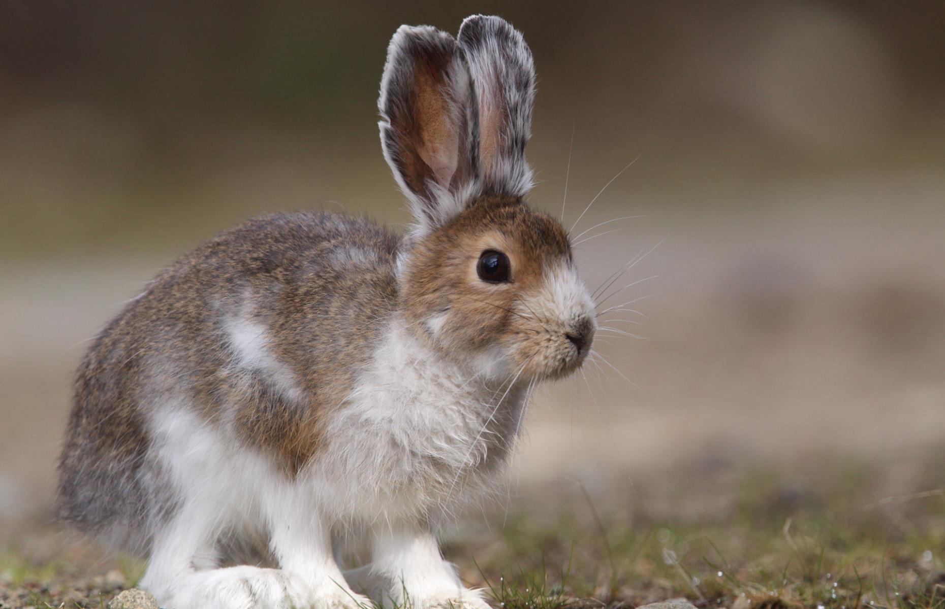 Incredible Wild Animals You Can Spot In America's National Parks