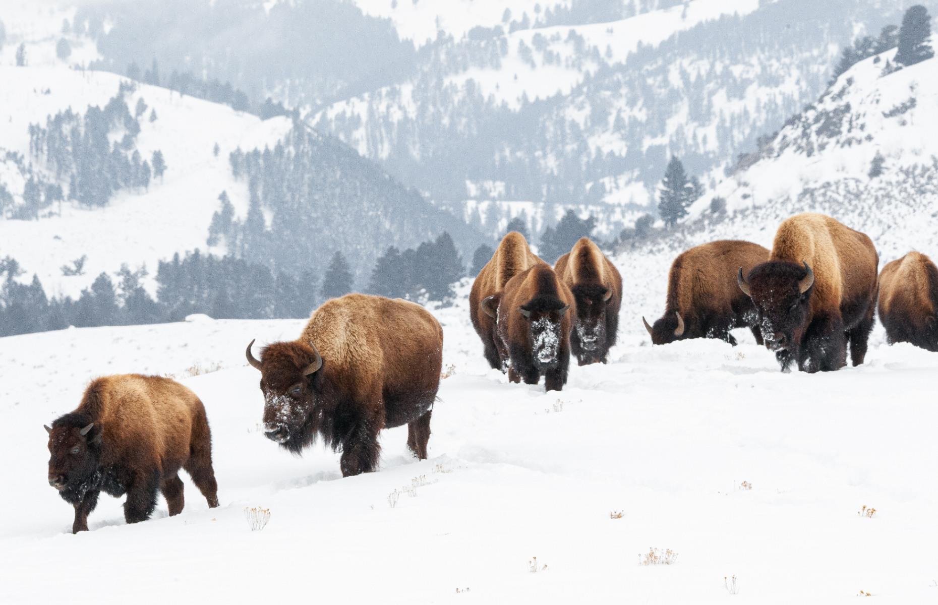 Incredible Wild Animals You Can Spot In America's National Parks