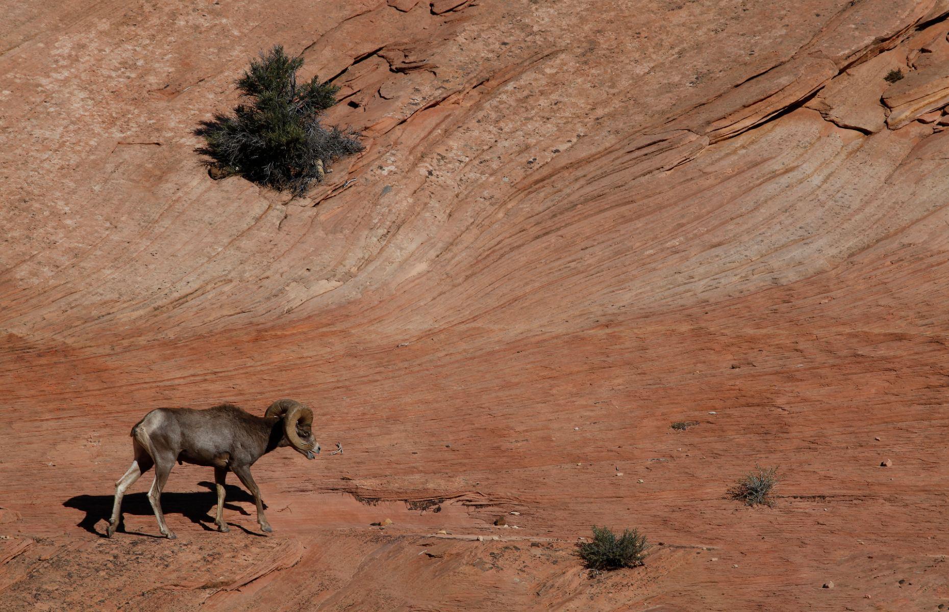 The Wonderful Wildlife Of America's National Parks