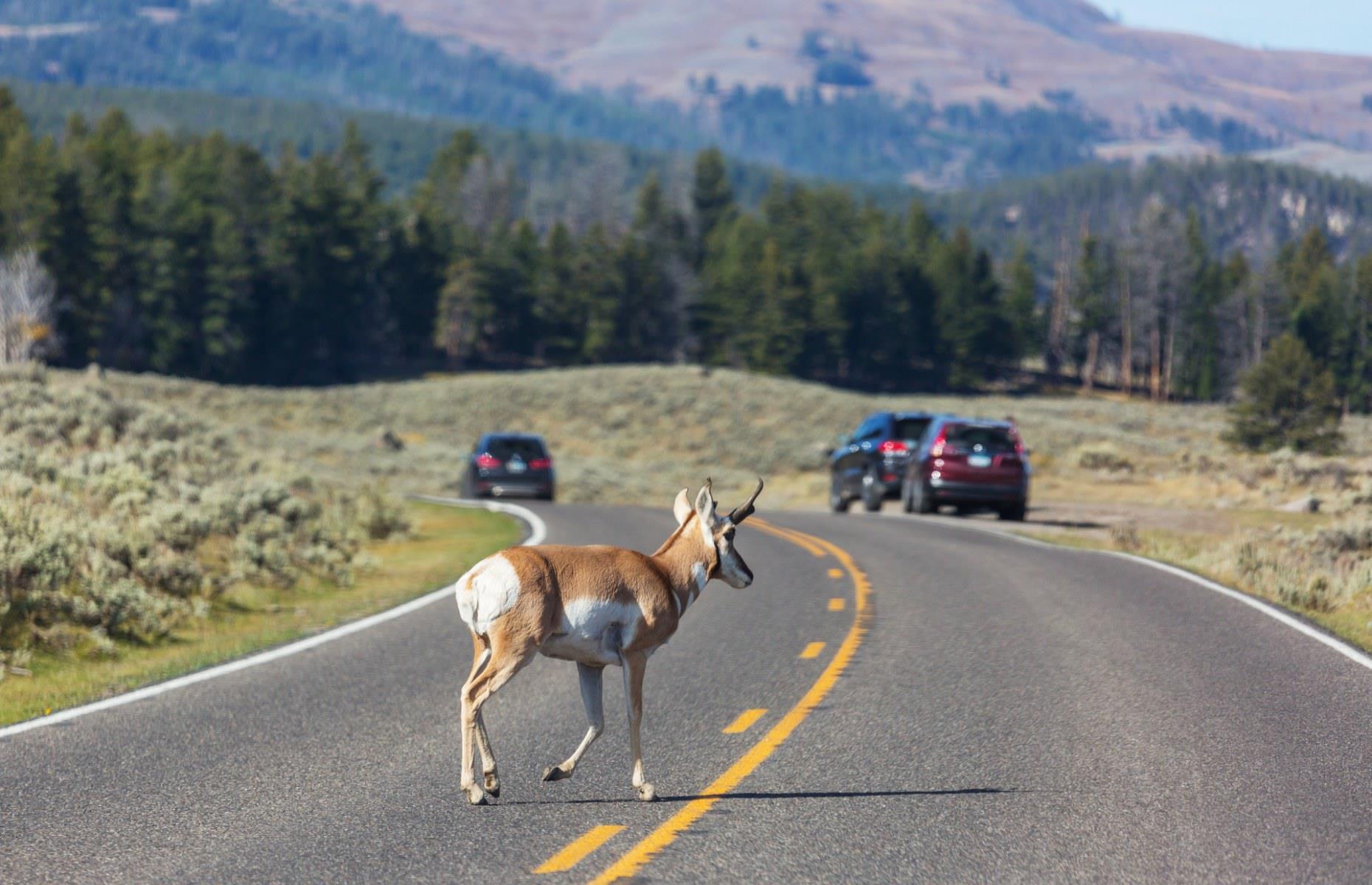 Incredible Wild Animals You Can Spot In America's National Parks