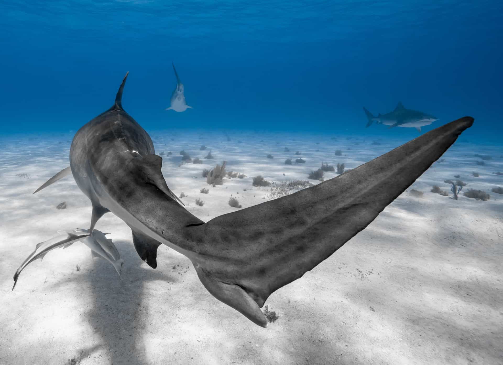 Why sharks are absolutely necessary to our existence