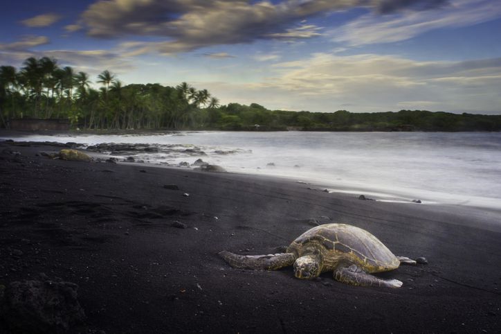 <p>Located in the shadow of Kilauea, Punalu’u is one of the most famous black sand beaches in Hawaii.  Created when Kilauea’s hot lava met the cool ocean, these tiny lava pieces leave behind an unforgettable site. Popular with tourists and Hawaiian Green Sea Turtles who both love basking on this jet black shore.</p>