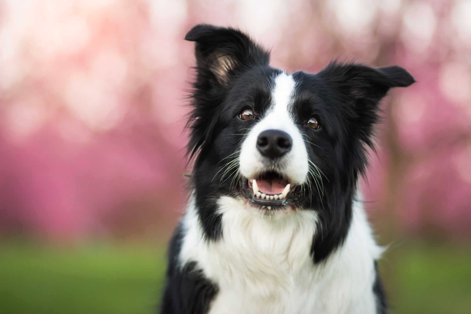 The 20 best breeds for inexperienced dog owners