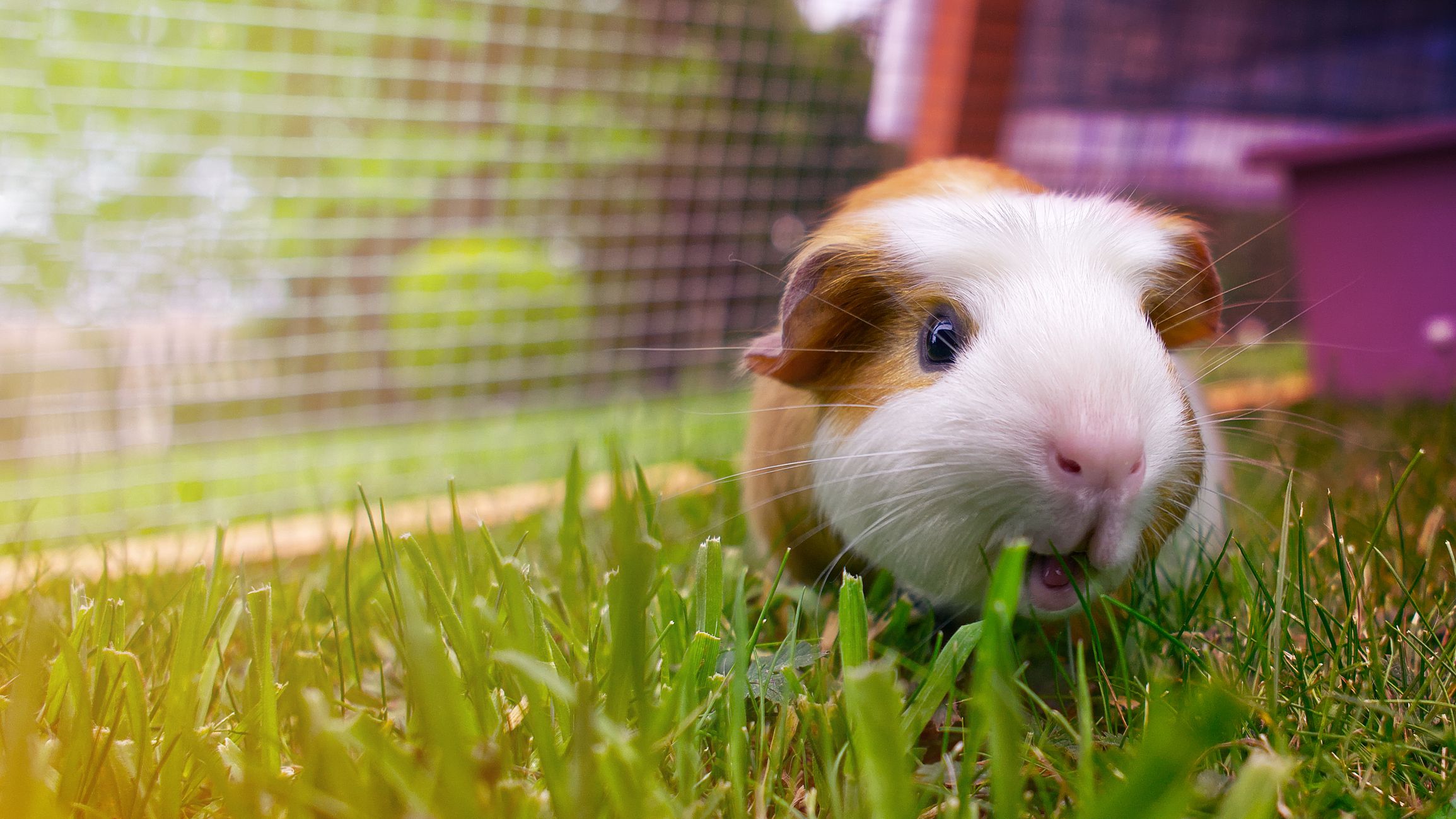 9 of the cheapest pets you can own