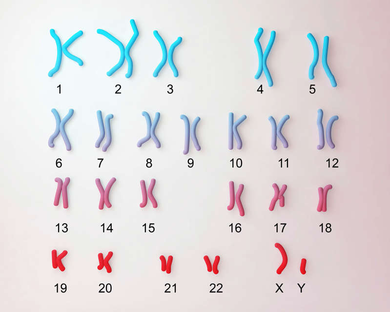 Normal male chromosomes, illustration