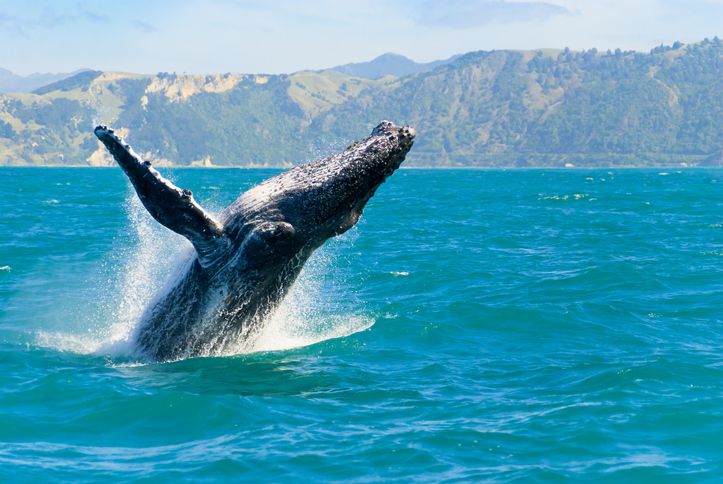 <p>The coastline of Maui features some of the best whale watching in the world. December through May, whales travel to the Aura Channel's shallow waters between Maui, Molokai, and Lanai to give birth and tend to their babies. </p>