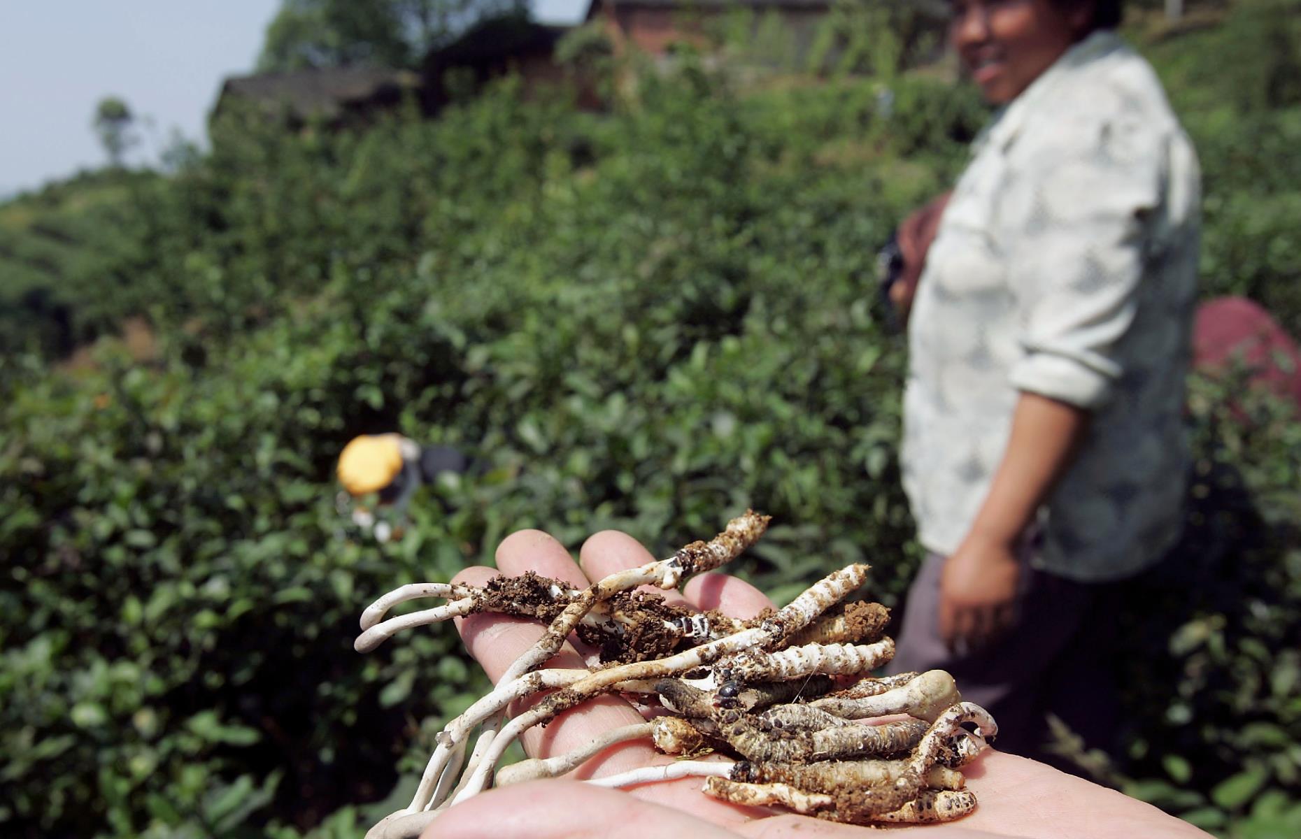 Slide 10 of 27: The word "fungus" doesn't typically suggest something of high value, but a hybrid caterpillar fungus that lives in, and kills, caterpillars can sell for up to three times its weight in gold. This carnivorous fungus is the world's most expensive parasite, and it only appears for a couple of weeks each year in remote parts of Nepal, India, Tibet and Bhutan. It has been a key ingredient in Tibetan and Chinese medicines for centuries, and its scarcity and the difficulty in obtaining it means that a single gram can sell for anywhere between $30 and $125 (£22-£90). That works out at $63,000 (£45,000) per pound. The fungus is such a money-spinner that experts believe up to 80% of household income in the Tibetan Plateau and Himalayas comes from selling the parasite.