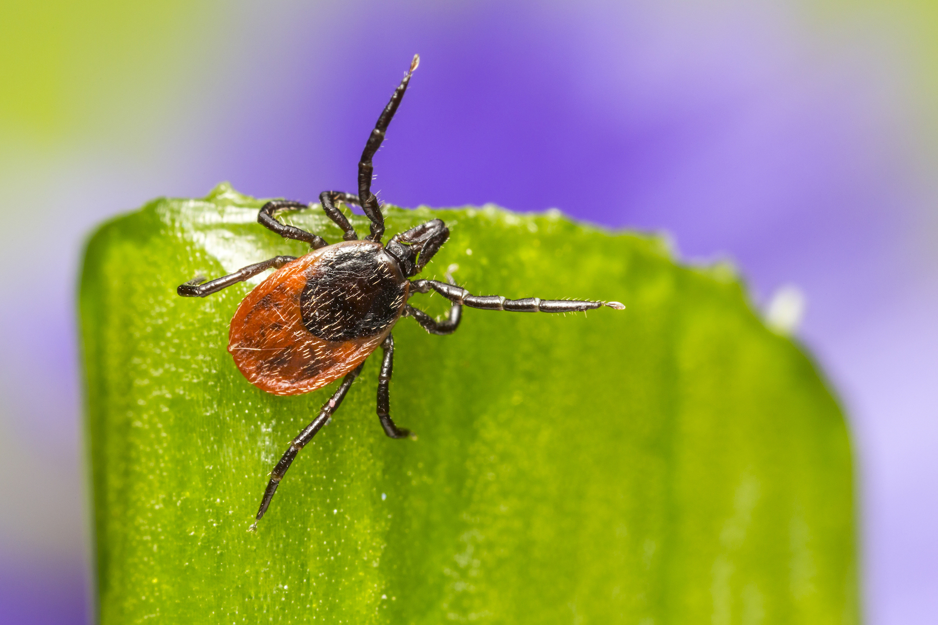 20 facts about Lyme disease