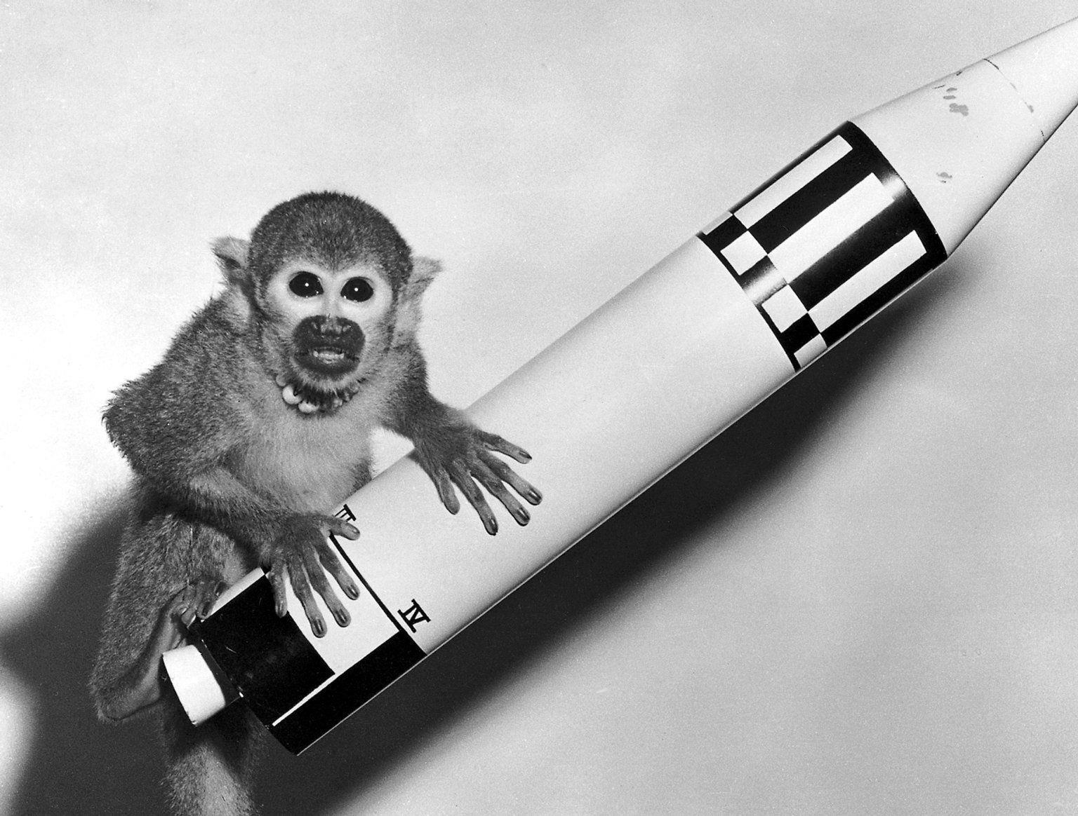 12-animals-who-ve-been-in-space